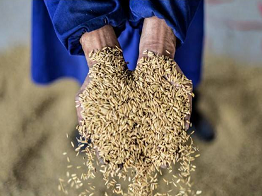 Решение проблемы вредителей при безопасном хранении зерна